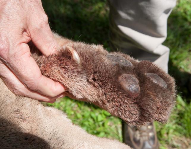 Photo of a dead mountain lion’s forepaw held up by a person’s hand, with thumb c