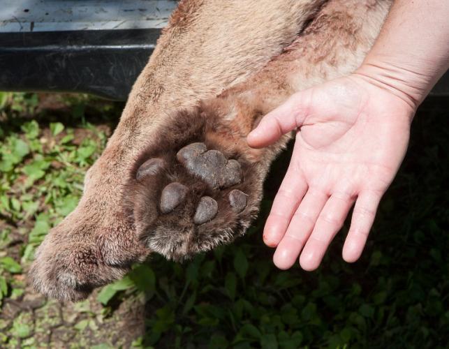 Photo of a mountain lion’s forepaw with a human hand next to it for scale.