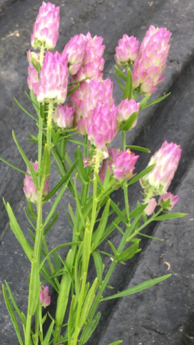 Pink cylindrical flowers atop long straight stems with thin green leaves branching from the stem.