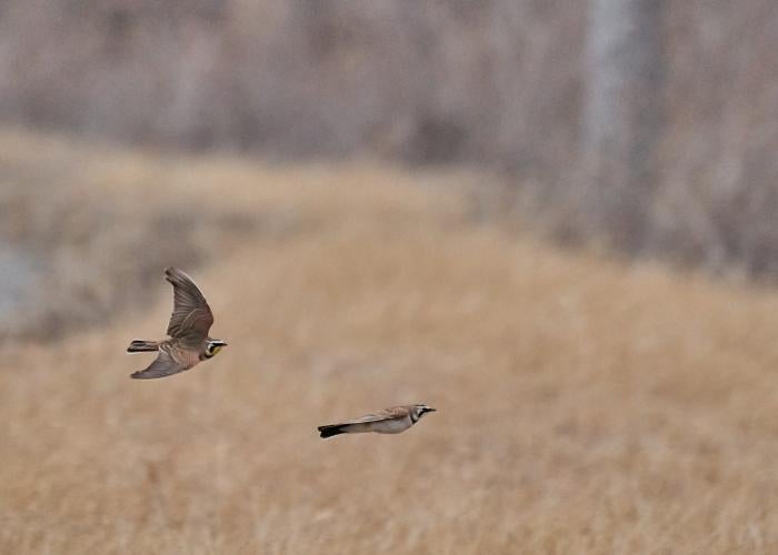 Two horned larks fly against a brown grassy background. 