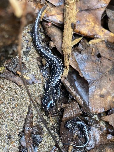 Two black salamanders with yellow spots, one large and one very small, move among some wet leaves