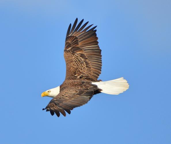 Photo of bald eagle flying at Eagle Bluffs CA