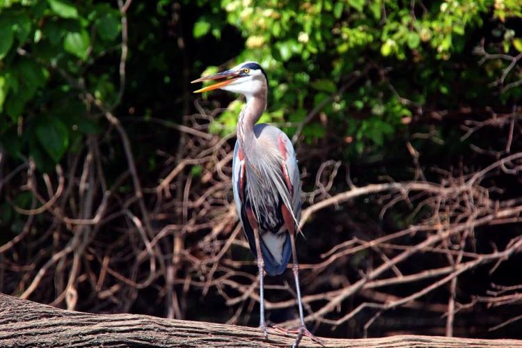 Great blue heron standing on a log. The long neck feathers and red coloration on legs are prominent.