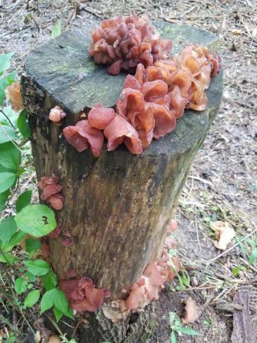Wood Ear mushroom growing  on a stump in Rabbit Run Park in St. Peters, MO