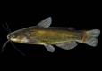 Black bullhead side view photo with black background