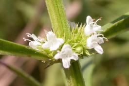 Closeup of American bugleweed flower cluster