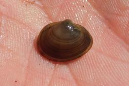 Fingernail clam in a person’s hand