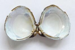 Asian clam shells, still hinged together, showing whitish nacreous layer inside