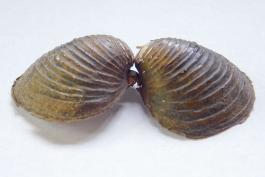 Asian clam shells, still hinged together, at angle to show ridges on shell exterior