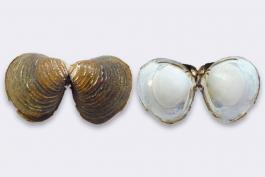 Two pairs of Asian clam shells, still hinged together, showing exterior and interior