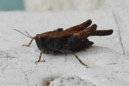 Black-sided pygmy grasshopper resting on a white-painted surface viewed from left side