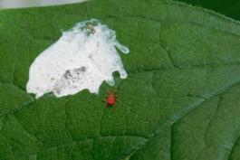 A red velvet mite walks on a green tree leaf near a splotch of bird doo