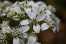 Closeup of white crownbeard flowerhead clusters