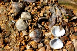 Several Asian clam shells lying on a gravel shore on the Bourbeuse River at Tea Access