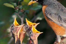 Robin parent at nest overlooking four begging young, bills wide open