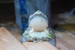 Gray treefrog perched on wooden wall structure, viewed from below, calling