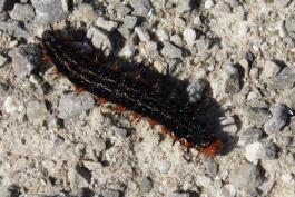 Common buckeye caterpillar walking on the dusty gravel surface of Missouri's Katy Trail, Callaway County, September 2022