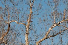 Sycamore tree with eagle nest, with eagle perched in branches high above the nest