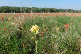 Yellow Indian paintbrush plant growing in a prairie amid hundred of orange Indian paintbrushes