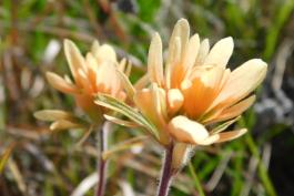 Indian paintbrush plants with pale orange blooms
