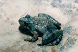 blanchards cricket frog calling
