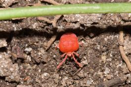 True velvet mite crawling on soil