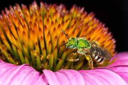 Female Striped Sweat Bee