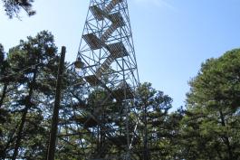 Fire tower standing above the trees.