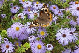 Photo of a common buckeye butterfly nectaring on a cluster of aromatic aster flowers.