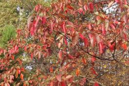 Photo of sassafras tree in fall color.
