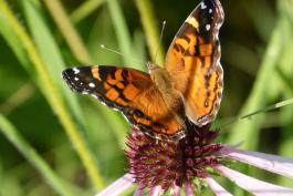 Photo of an American lady butterfly on a coneflower.