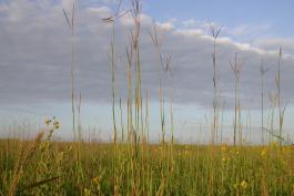 Photo of prairie showing big bluestem leaves and flowering stalks