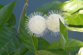 Photo of buttonbush flower cluster and leaves