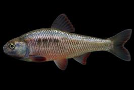 Common shiner, male in spawning colors, side view photo with black background