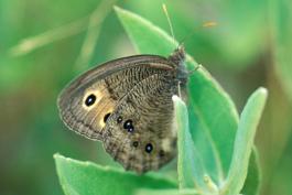 Photo of common wood nymph butterfly