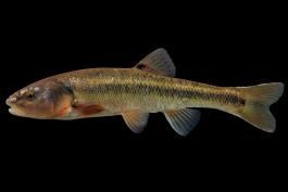 Creek chub male in spawning colors, side view photo with black background