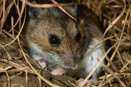 Photo of a deer mouse showing front view of face