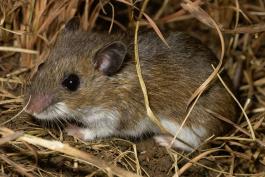 Photo of a deer mouse crouching on the ground amid dry grasses