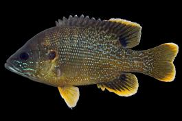 Green sunfish male, side view photo with black background