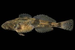 Grotto sculpin female, side view photo with black background