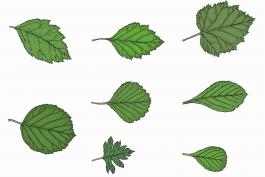 Illustration of eight different hawthorn species.