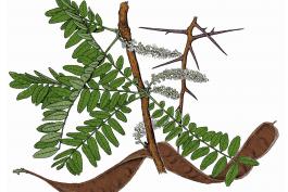 Illustration of honey locust leaves, thorns, fruit.