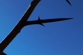 Branching honey locust thorn profiled against a blue sky