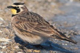 Photo of a horned lark standing on sand in very shallow water.