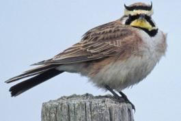 Photo of a horned lark perched on a fencepost.