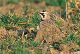 Photo of a horned lark on ground with some tufts of short grass.