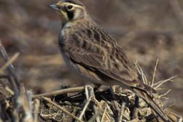 Photo of a horned lark on the ground.