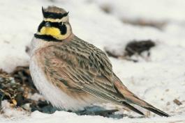 Photo of a horned lark on snowy ground.