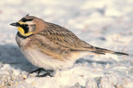 Photo of a horned lark on snowy ground, side view.