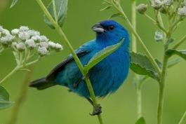 Photo of a male indigo bunting perched on a bloooming American feverfew plant.